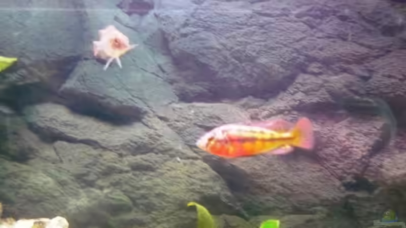 Besatz im Aquarium Becken 11000 von Berliner Tom (12)