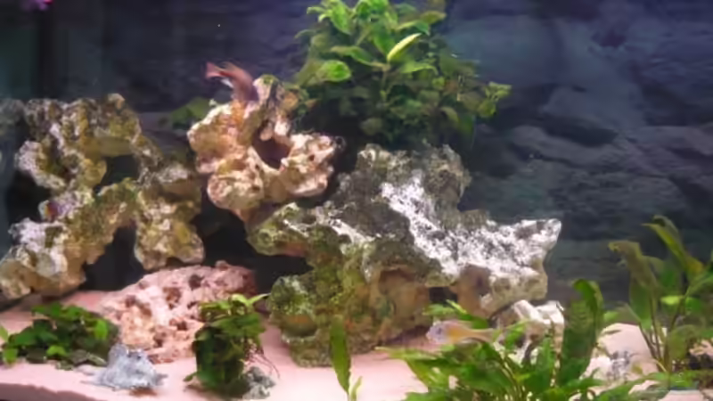 Besatz im Aquarium Becken 11000 von Berliner Tom (14)