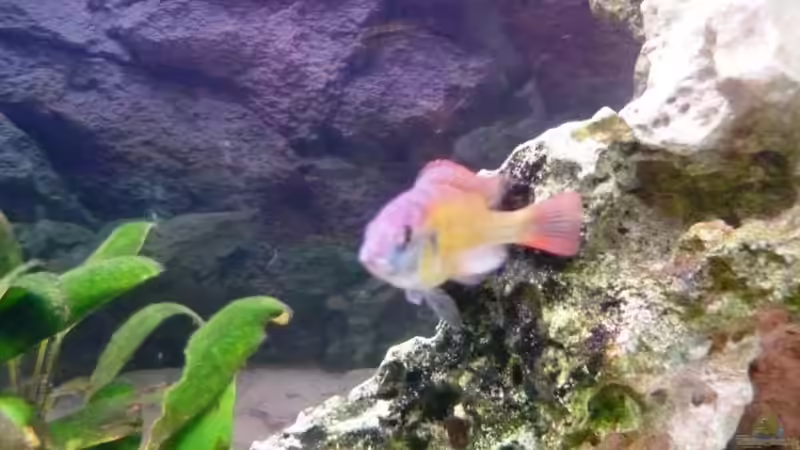 Besatz im Aquarium Becken 11000 von Berliner Tom (16)