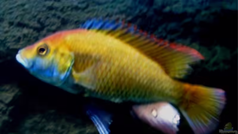 Besatz im Aquarium Becken 11000 von Berliner Tom (17)