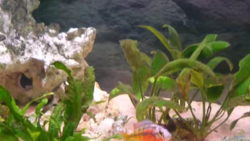 Besatz im Aquarium Becken 11000 von Berliner Tom (19)