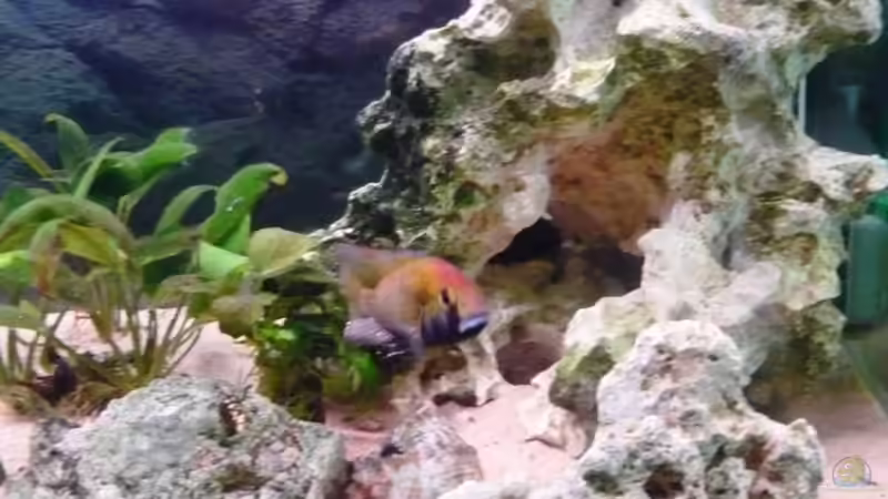 Besatz im Aquarium Becken 11000 von Berliner Tom (20)