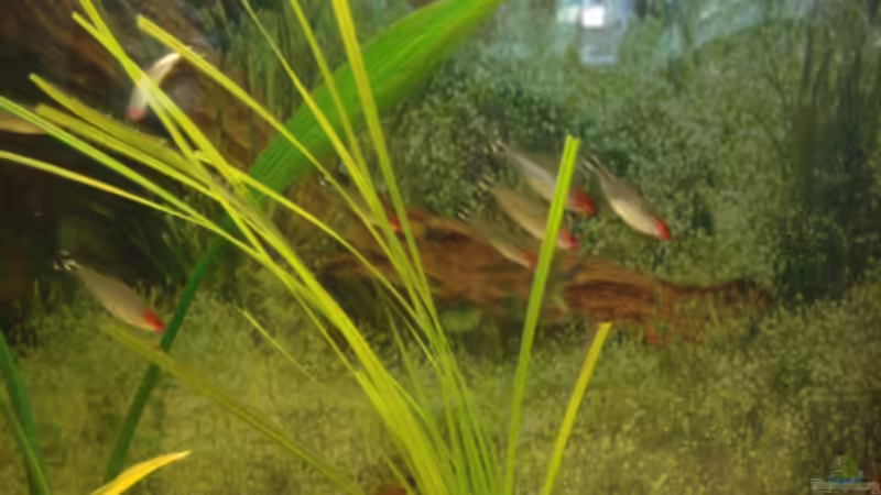 Besatz im Aquarium Becken 11021 von Martina & Andreas Deutschmann (21)