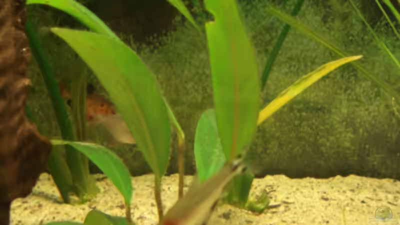 Besatz im Aquarium Becken 11021 von Martina & Andreas Deutschmann (22)