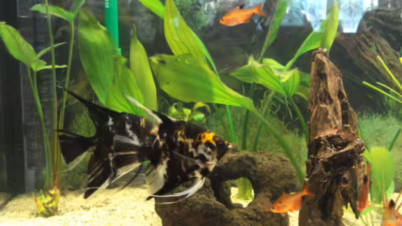 Besatz im Aquarium Becken 11021 von Martina & Andreas Deutschmann (23)