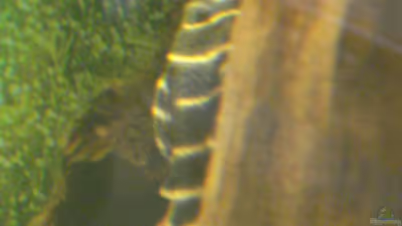 Besatz im Aquarium Becken 11021 von Martina & Andreas Deutschmann (24)