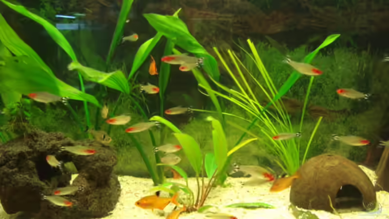 Besatz im Aquarium Becken 11021 von Martina & Andreas Deutschmann (25)