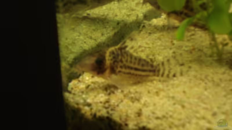 Besatz im Aquarium Becken 11021 von Martina & Andreas Deutschmann (26)