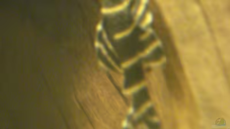 Besatz im Aquarium Becken 11021 von Martina & Andreas Deutschmann (27)