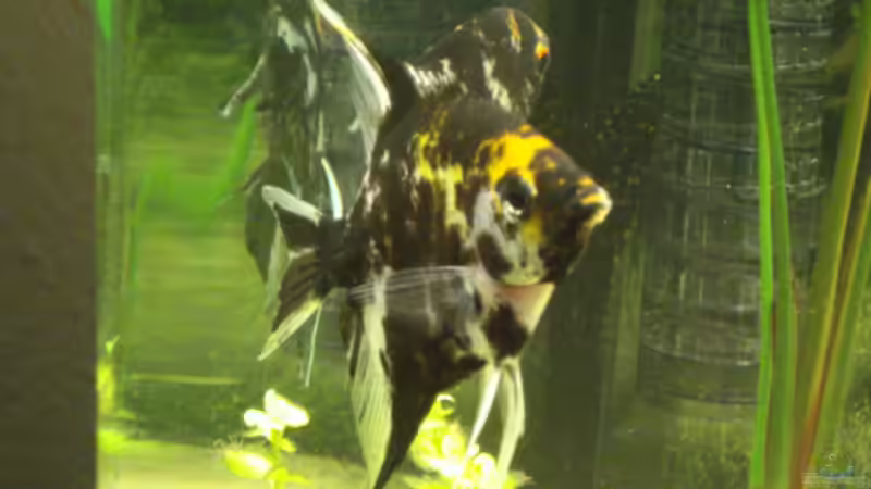 Besatz im Aquarium Becken 11021 von Martina & Andreas Deutschmann (28)