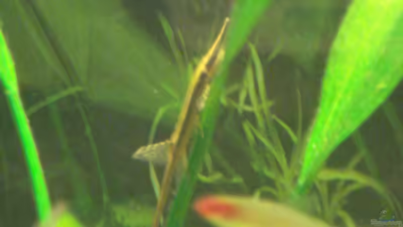 Besatz im Aquarium Becken 11021 von Martina & Andreas Deutschmann (29)