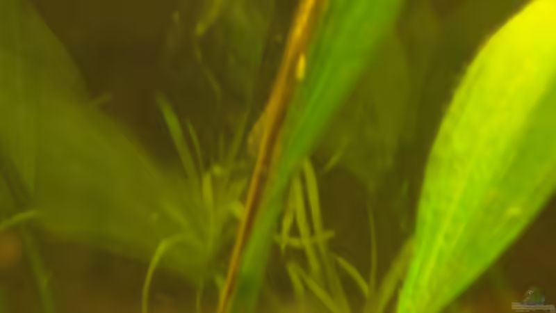 Besatz im Aquarium Becken 11021 von Martina & Andreas Deutschmann (30)