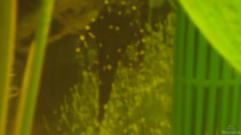 Besatz im Aquarium Becken 11021 von Martina & Andreas Deutschmann (31)