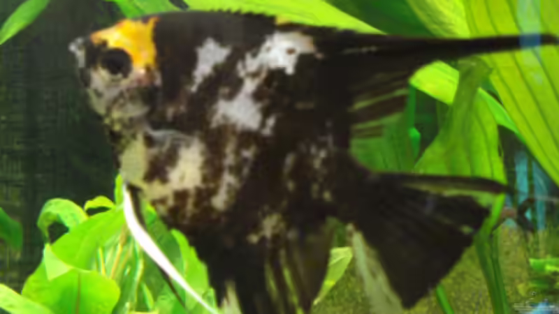 Besatz im Aquarium Becken 11021 von Martina & Andreas Deutschmann (33)