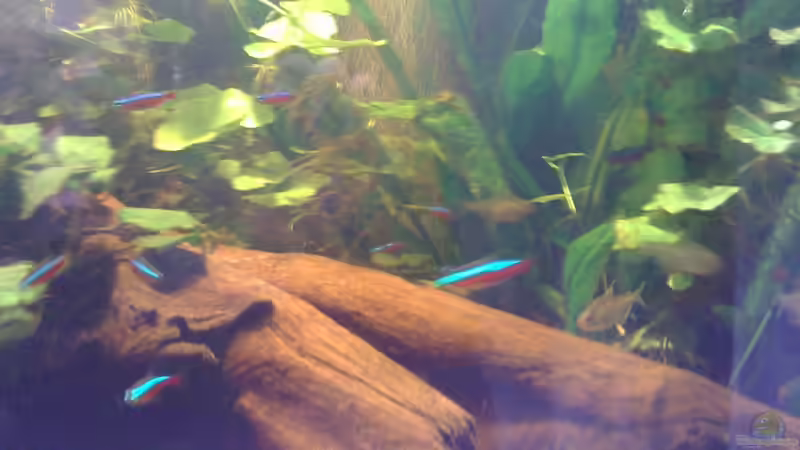 Besatz im Aquarium Becken 11026 von Andreas Binder (5)