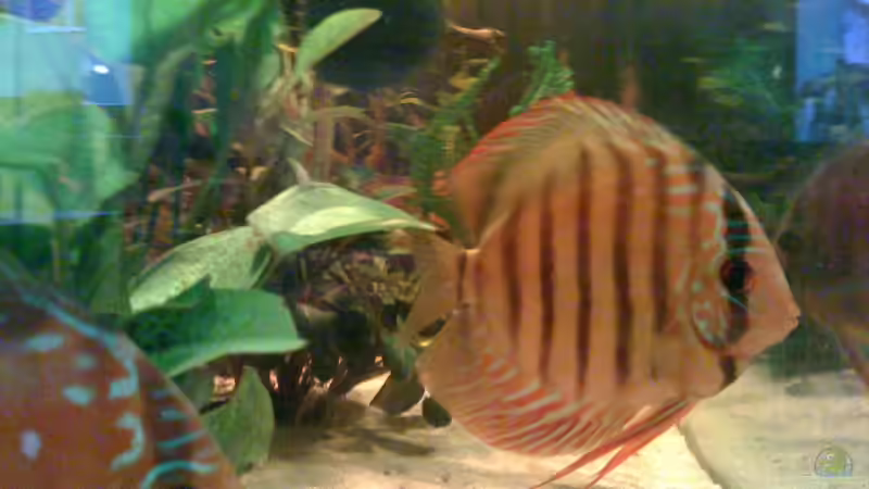 Besatz im Aquarium Becken 11026 von Andreas Binder (6)