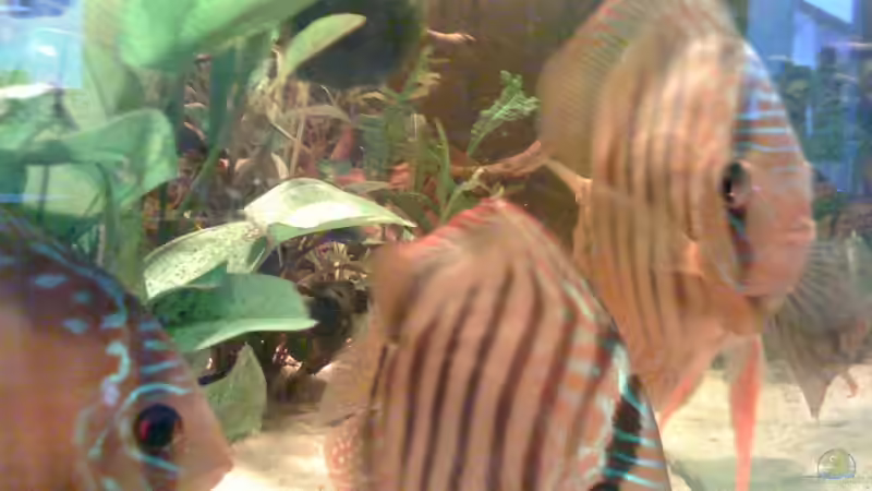 Besatz im Aquarium Becken 11026 von Andreas Binder (9)