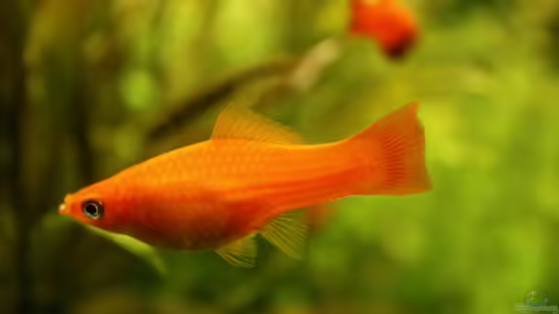 Besatz im Aquarium Becken 11042 von Andreas Christ (14)