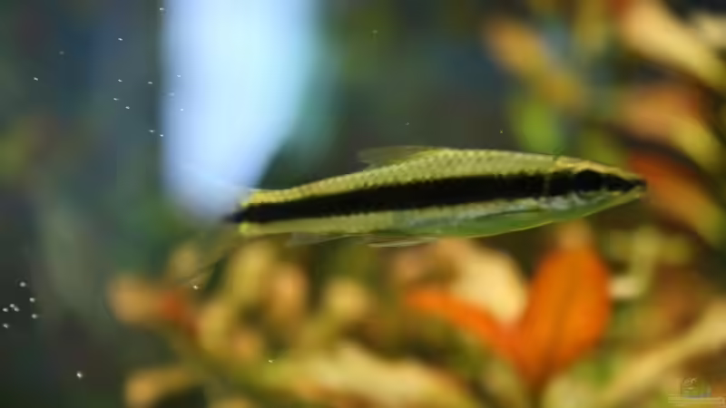 Besatz im Aquarium Becken 11042 von Andreas Christ (15)