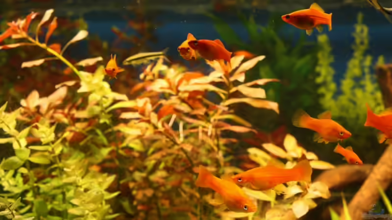 Besatz im Aquarium Becken 11042 von Andreas Christ (17)