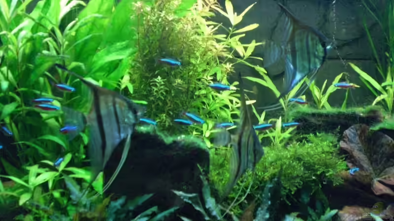 Besatz im Aquarium Becken 11043 von Oliver Bäcker (17)