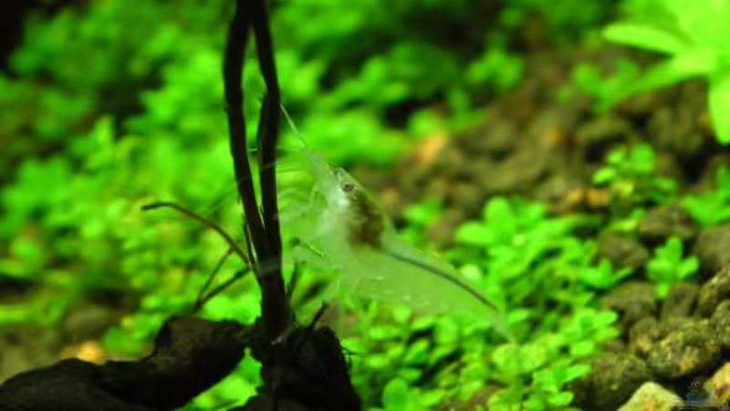 Besatz im Aquarium Becken 11047 von Jasmin (10)