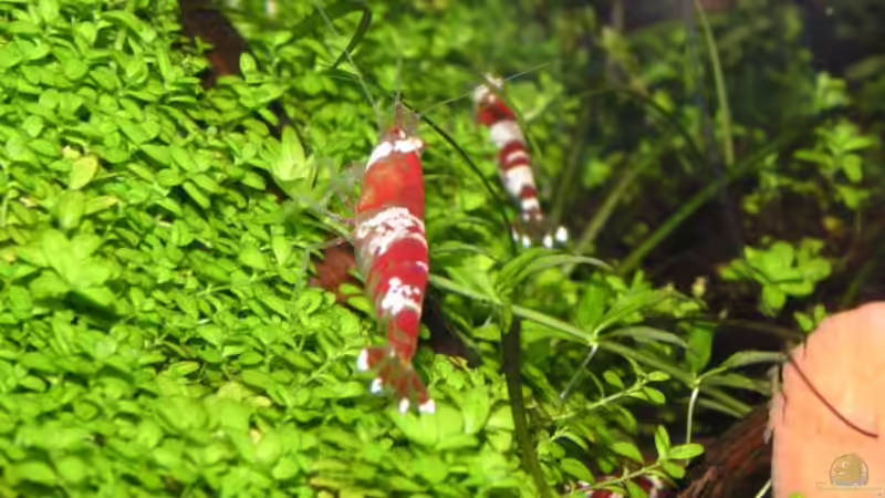 Besatz im Aquarium Becken 11047 von Jasmin (14)