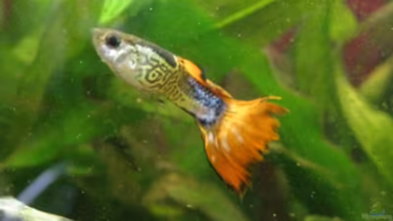 Besatz im Aquarium Becken 11050 von huhu (5)