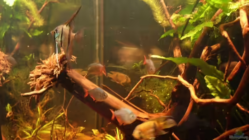 Besatz im Aquarium Becken 11051 von Daniel_ (12)