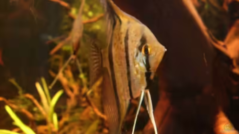 Besatz im Aquarium Becken 11051 von Daniel_ (13)