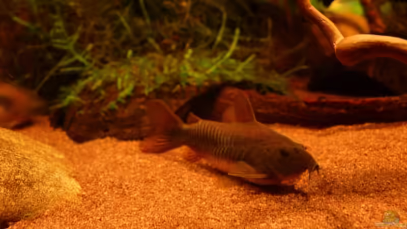 Besatz im Aquarium Becken 11051 von Daniel_ (24)