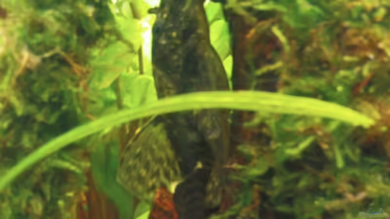 Besatz im Aquarium Becken 11059 von Maria Dicke (18)