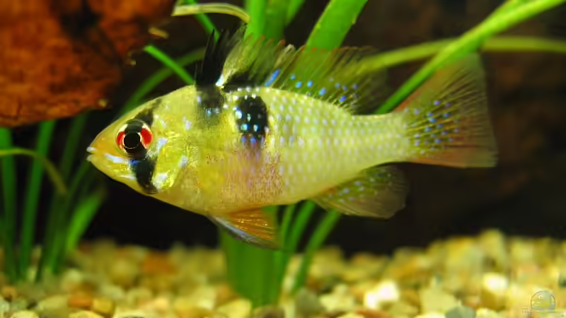 Besatz im Aquarium Becken 11060 von Thomas D. (7)