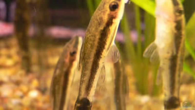 Besatz im Aquarium Becken 11060 von Thomas D. (9)