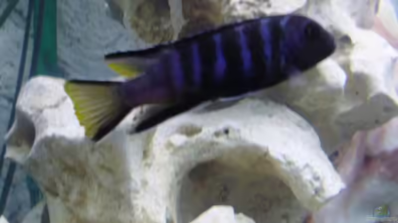 Besatz im Aquarium Becken 11078 von Frank S. (16)