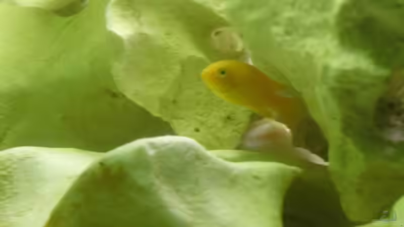 Besatz im Aquarium Becken 11078 von Frank S. (19)