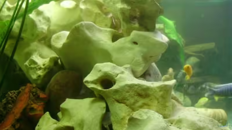 Besatz im Aquarium Becken 11078 von Frank S. (20)