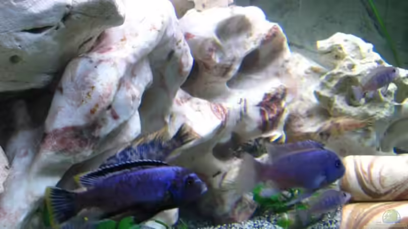 Besatz im Aquarium Becken 11078 von Frank S. (22)