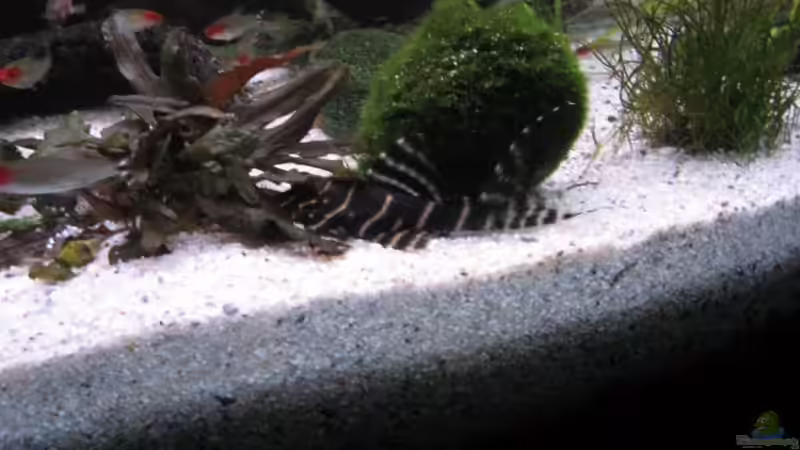 Besatz im Aquarium Becken 11117 von Marco Mau (10)