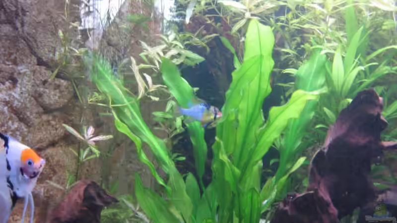 Besatz im Aquarium Becken 11117 von Marco Mau (11)