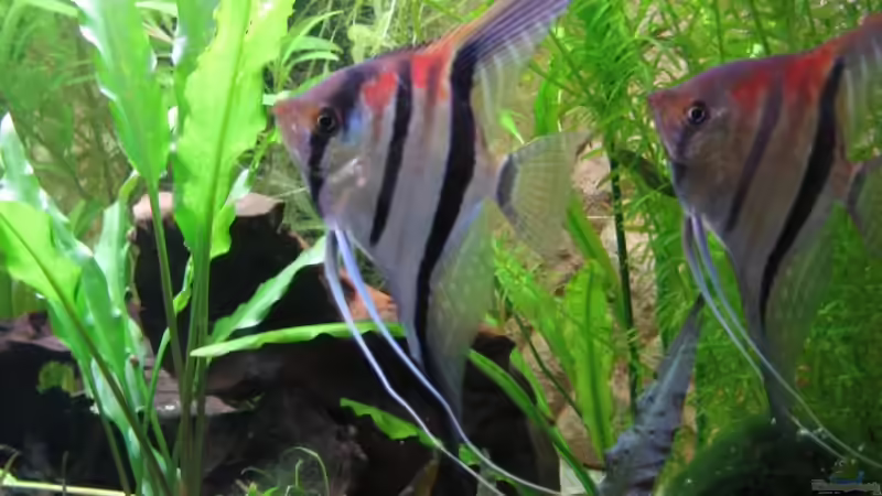 Besatz im Aquarium Becken 11117 von Marco Mau (12)