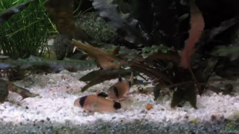 Besatz im Aquarium Becken 11117 von Marco Mau (13)