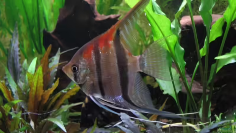 Besatz im Aquarium Becken 11117 von Marco Mau (14)