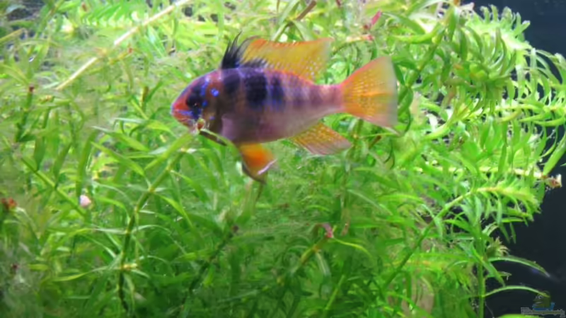 Besatz im Aquarium Becken 11117 von Marco Mau (15)