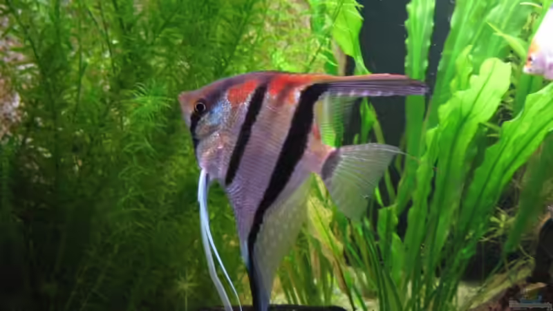 Besatz im Aquarium Becken 11117 von Marco Mau (16)