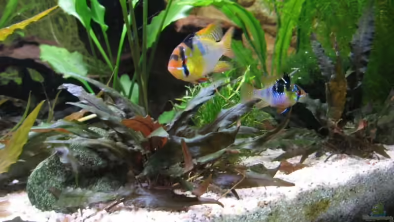 Besatz im Aquarium Becken 11117 von Marco Mau (17)