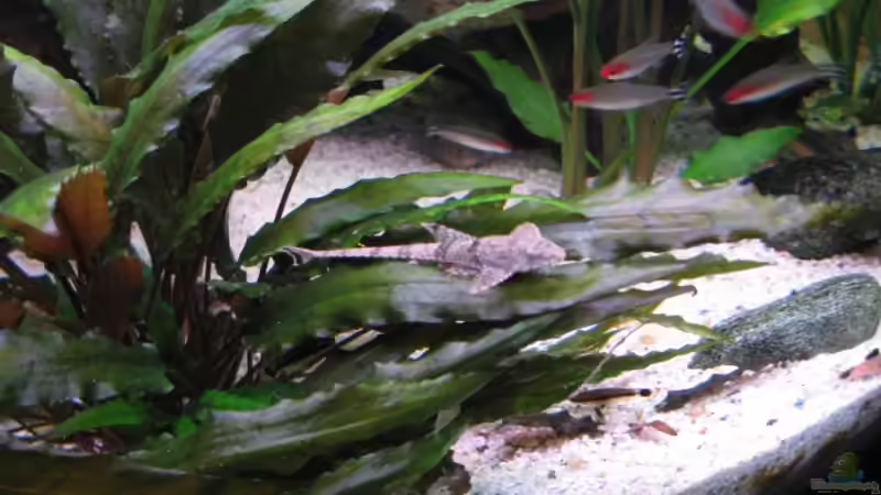 Besatz im Aquarium Becken 11117 von Marco Mau (18)