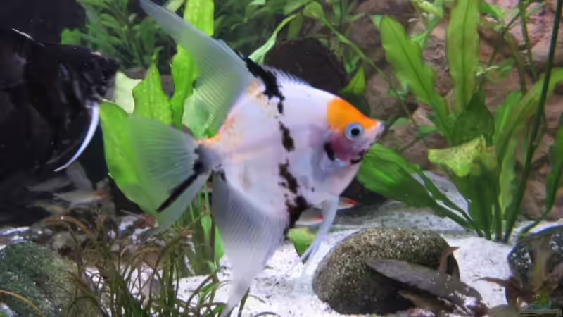 Besatz im Aquarium Becken 11117 von Marco Mau (6)