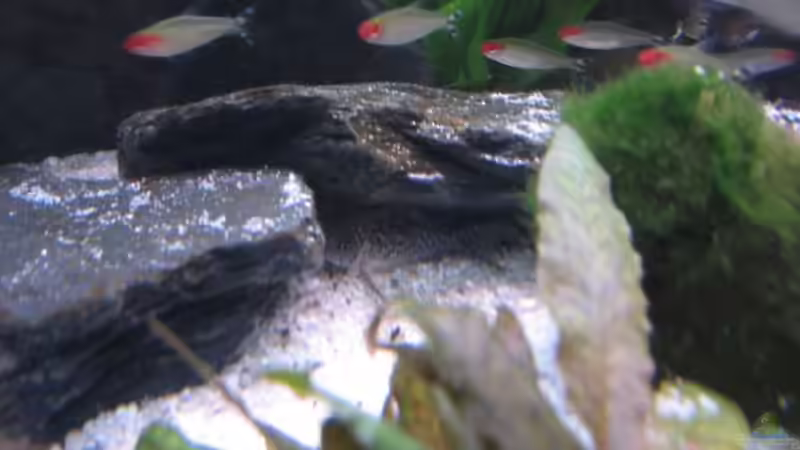 Besatz im Aquarium Becken 11117 von Marco Mau (8)