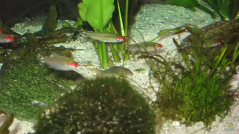 Besatz im Aquarium Becken 11117 von Marco Mau (9)